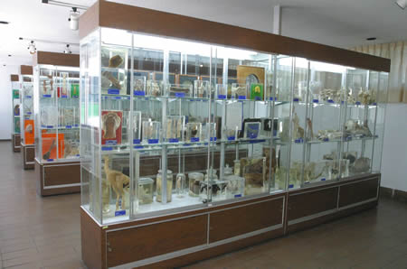 Museo de Anatomía Patológica
