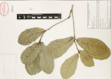 15.-quercus-rugosa-nee.png