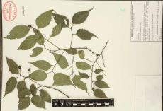 3.-celtis-australis-l..png