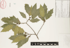 18.-quercus-laurina-bonpl..png