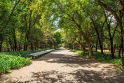 Bosque de Chapultepec.jpg