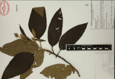 11.-buddleja-cordata-kunth.png