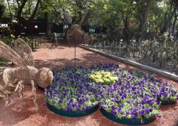 Jardin-botanico-bosque-chapultepec.jpg