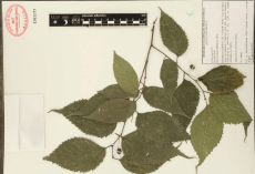 12.-celtis-australis-l..png