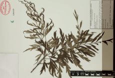 24.-grevillea-robusta-a.cunn .-ex-r.br ..png