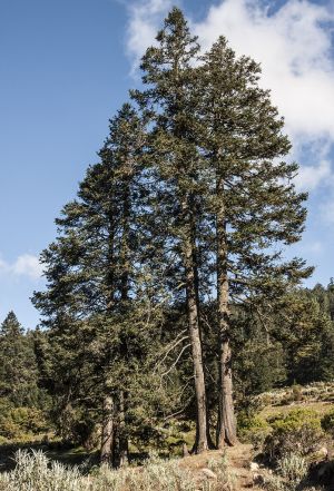 Abies religiosa