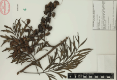 20.-grevillea-robusta-a.cunn .-ex-r.br ..png