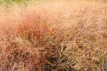 Muhlenbergia quadridentata