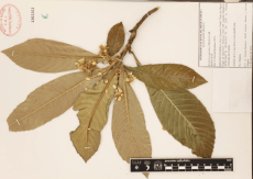 29.-eriobotrya-japonica-thunb.-lindl..png